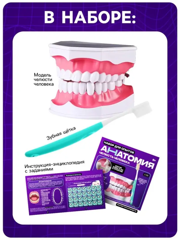 Набор для опытов &laquo;Анатомия&raquo;, челюсть человека