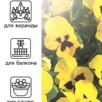 Семена Виола "Майя Виттрока", ц/п,  0,05 г