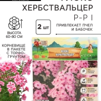 Флокс «Хербствальцер» корневище в пакете с торфогрунтом, р-р I, 2 шт.