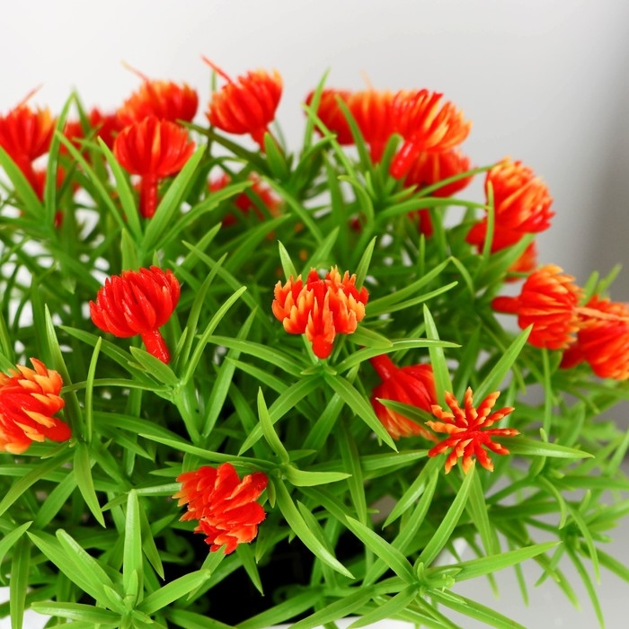 Бонсай в горшке Бонсай в горшке "Портулак кустовой" 11х14 см, микс