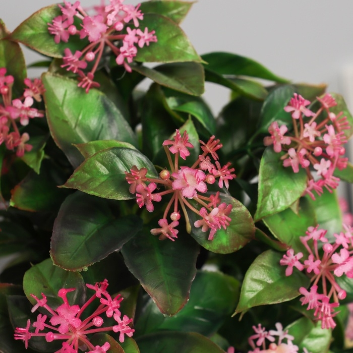 Бонсай в горшке Бонсай в горшке "Хойя премиум" 23х10 см, микс