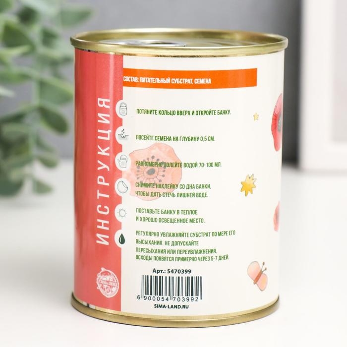 Растущий подарок травка "Хризантема"