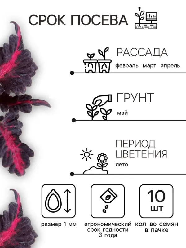 Семена цветов Колеус &laquo;Чёрный дракон&raquo; F1, 10 шт., однолетник, &laquo;Престиж семена&raquo;