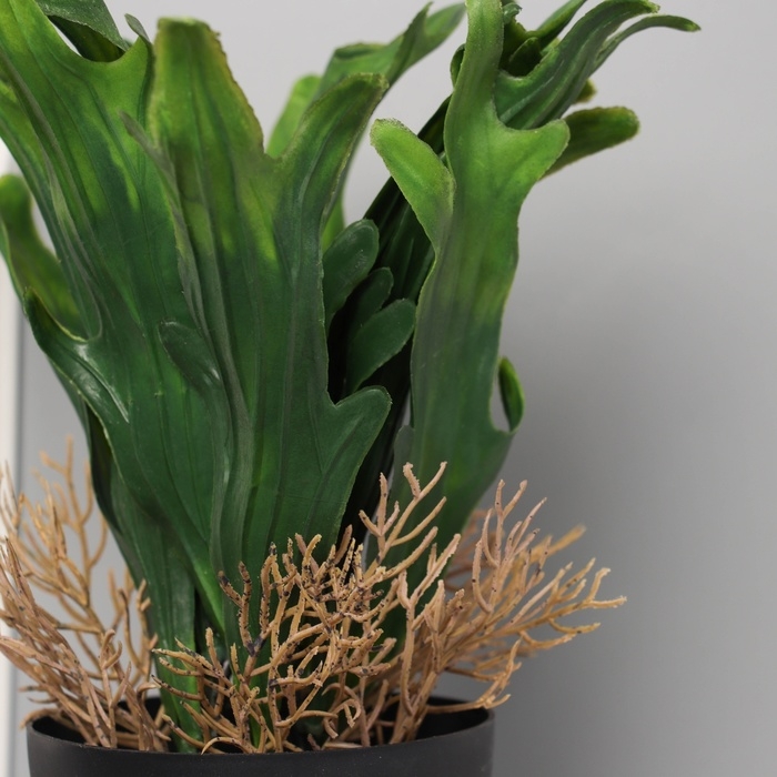 Бонсай в горшке Бонсай в горшке "Калла премиум экстра" 24х10,5 см, микс