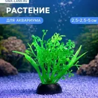 Растение для аквариума и террариума, 5 см, фасовка 10 шт.