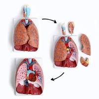 Макет "Грудь человека изнутри" разборный 27*20*11см