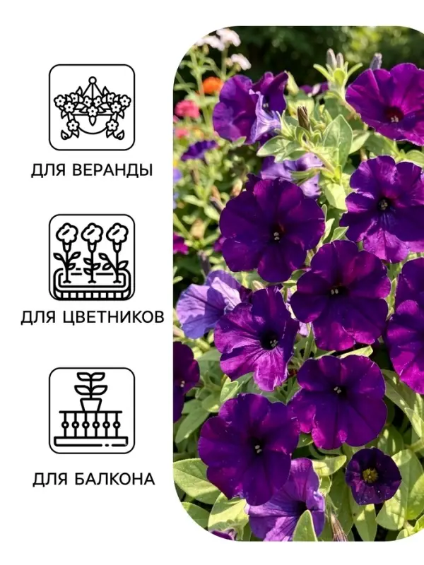 Семена цветов Петуния &laquo;Ламбада синяя&raquo;, многоцветковая, F1, 7 шт., HemGenetics, &laquo;АЭЛИТА&raquo;