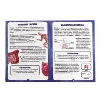 Набор для опытов по анатомии &laquo;Строение тела&raquo;, светится в темноте, с мягкими органами