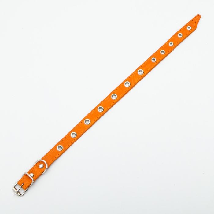 Ошейник кожаный однослойный с рифленными люверсами, безразмерный, 40 х 1,5 см, ОШ 27-35 см, рыжий 70 Ошейник кожаный однослойный с рифленными люверсами, безразмерный, 40 х 1,5 см, ОШ 27-35 см, рыжий 70