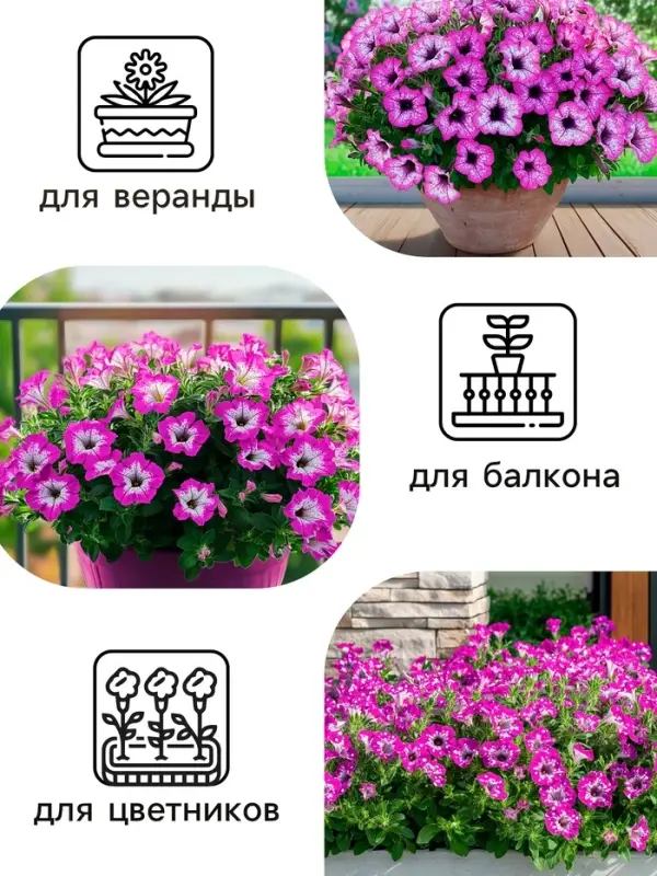 Семена цветов Петуния &laquo;Фиолетовый леопард&raquo;, F1, 5 шт., однолетник, &laquo;Русский огород&raquo;