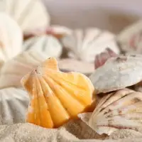 Набор ракушек, 4 - 5 см, 100 г