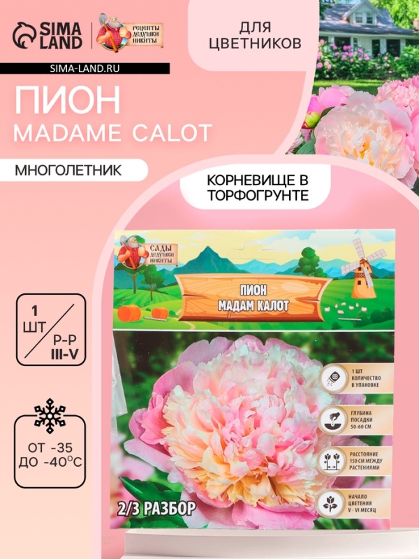 Пион Madame Calot, корневище в пакете с торфогрунтом, р-р 2/3, 1 шт. Пион Madame Calot, корневище в пакете с торфогрунтом, р-р 2/3, 1 шт.