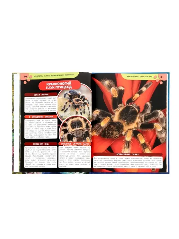 Энциклопедия «Аксолотль. Самые удивительные животные» 405007 Энциклопедия «Аксолотль. Самые удивительные животные» 405007