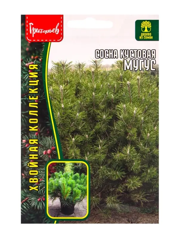 Семена Сосна кустовая &laquo;Мугус&raquo;, 10 шт., &laquo;Григорьев&raquo;