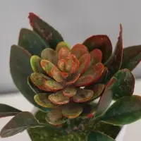 Искусственный цветок в горшке &laquo;Эхеверия&raquo;, 6.5&times;10 см, МИКС