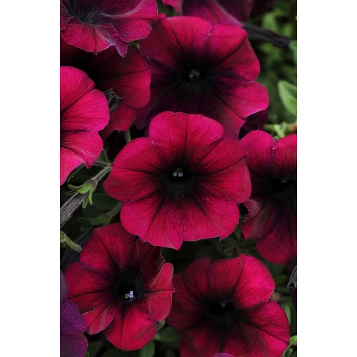 Семена Петуния "Изи вейв", красная , F1