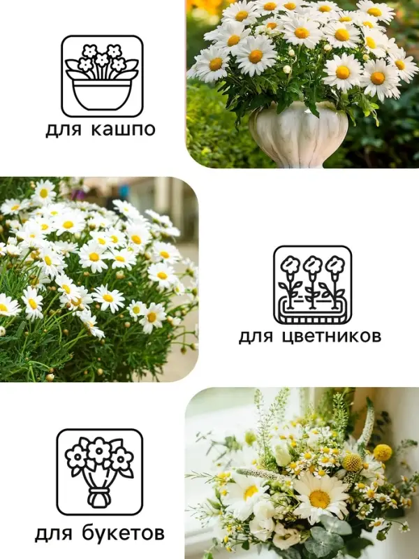 Семена Ромашка  Семена Ромашка "Гигантелла", 0,01 г