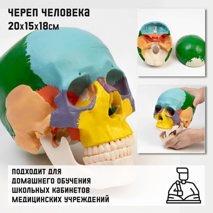 Макет  Макет "Череп человека" цветной, 20*15*18см
