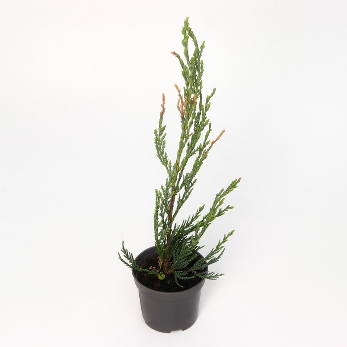 Можжевельник скальный Можжевельник скальный "Скайрокет", Р9, 1шт, h 3-20 см, Осень 2024