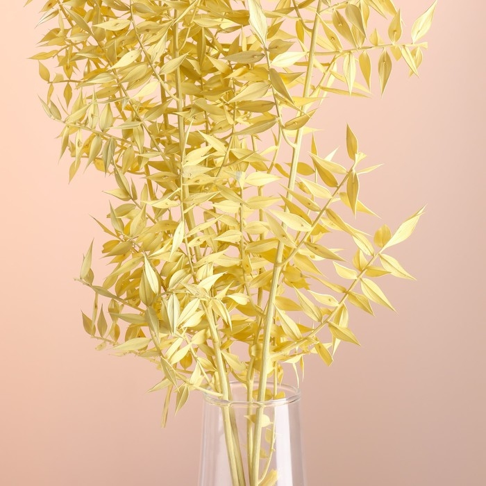 Набор сухоцветов Набор сухоцветов "Рускус", банч 5-6 шт, длина 50-60 (+/- 6 см), желтый