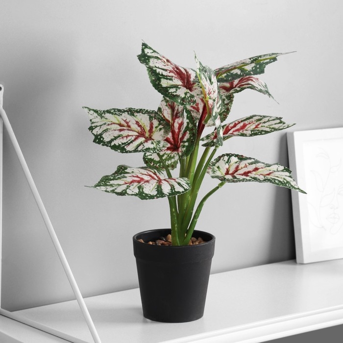 Бонсай Бонсай "Бегония экстра" 9х27 см, зелёный