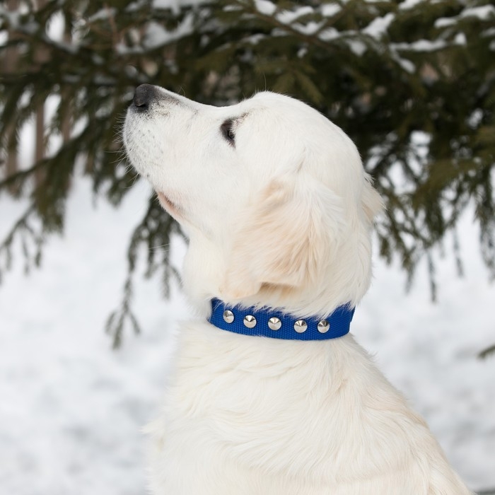 Ошейник клепаный, 48,5 х 3 см, ОШ 31-40 см, полиэстер, синий Ошейник клепаный, 48,5 х 3 см, ОШ 31-40 см, полиэстер, синий