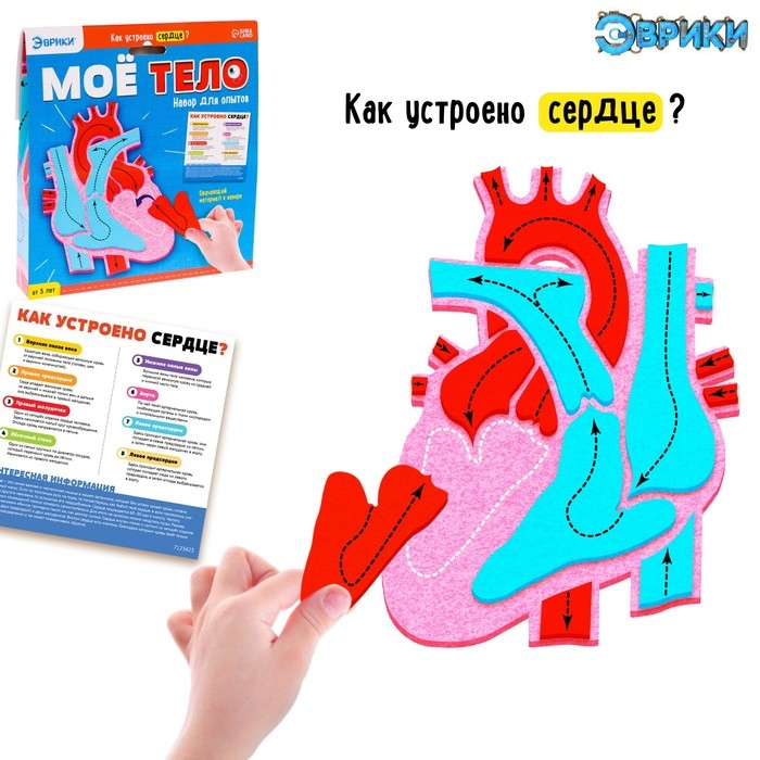 Набор для опытов «Моё тело», сердце Набор для опытов «Моё тело», сердце