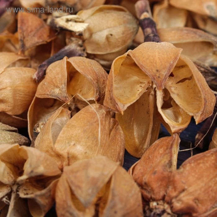 Сухие цветы кунжута, 30 г, цвет натуральный Сухие цветы кунжута, 30 г, цвет натуральный