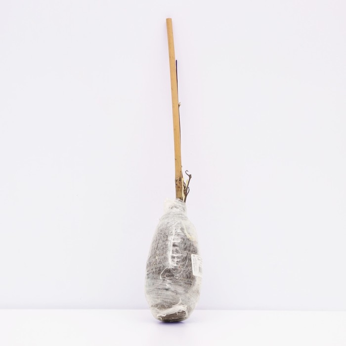 Клематис крупноцветковый Клематис крупноцветковый "Вестерплатте", туба, 1 шт, Весна 2025