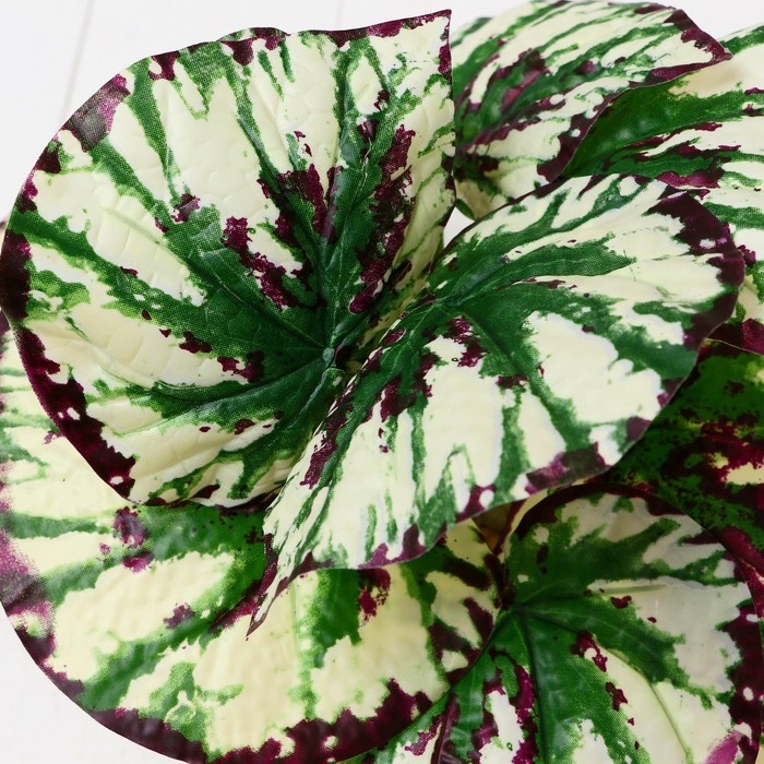 Бонсай в горшке Бонсай в горшке "Дифенбахия" 9,5х20 см