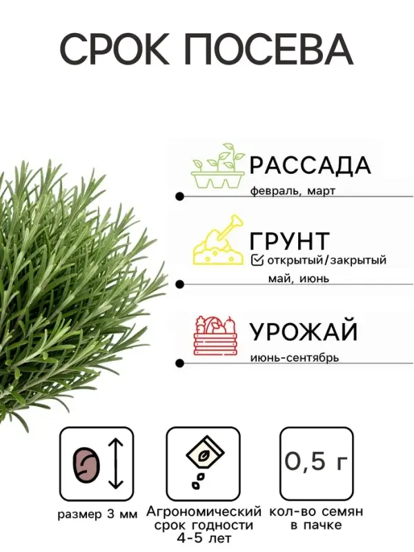 Семена Розмарин &laquo;Волшебный эликсир&raquo;, 20 шт., &laquo;АЭЛИТА&raquo;