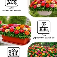 Семена цветов Цинния &laquo;Дюймовочка&raquo;, 0.2 г, &laquo;Рецепты дедушки Никиты&raquo;