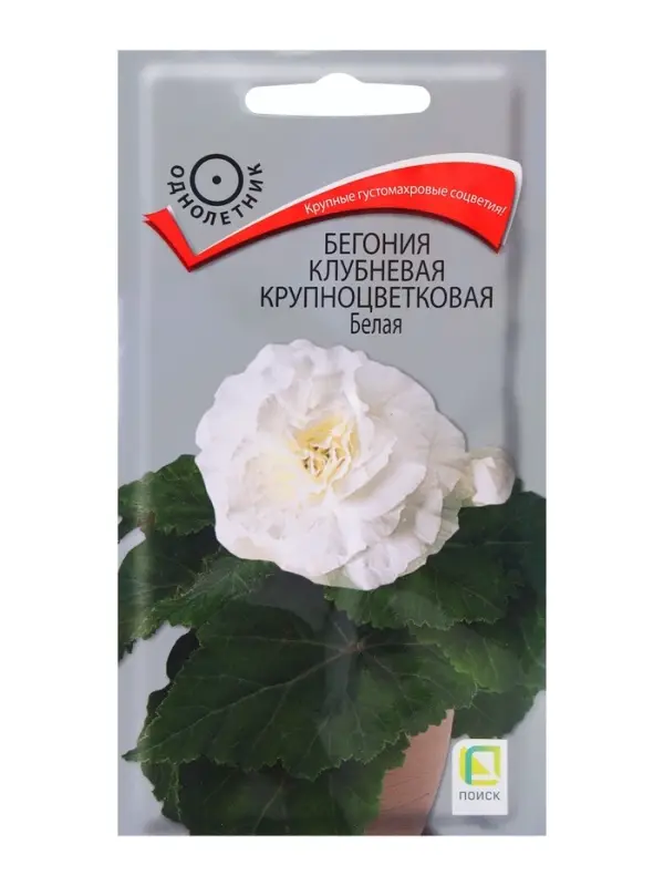 Семена цветов Бегония клубневая крупноцветковая Белая, 5шт Семена цветов Бегония клубневая крупноцветковая Белая, 5шт