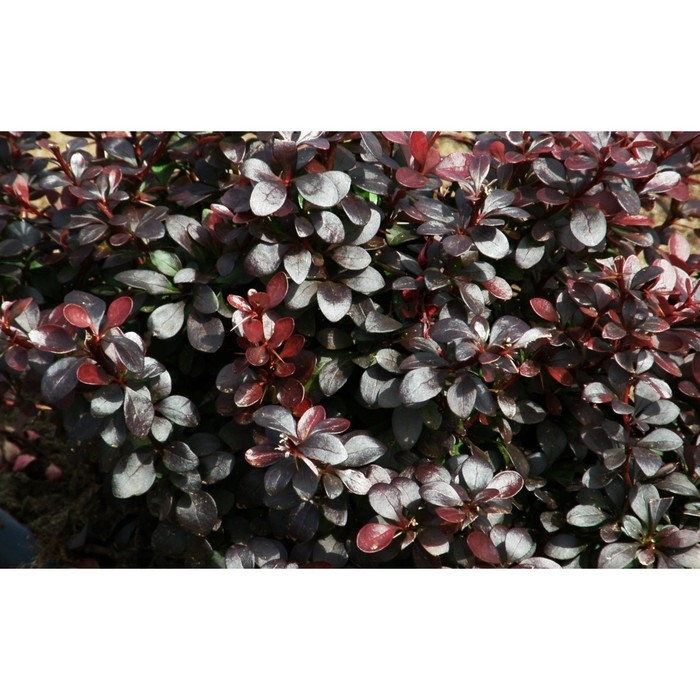 Барбарис Тунберга Дартс Ред Леди, С2 горшок, Н10-50 высота, 1 шт, Осень 2024 Барбарис Тунберга Дартс Ред Леди, С2 горшок, Н10-50 высота, 1 шт, Осень 2024