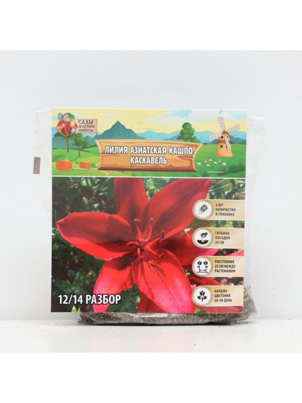 Лилия Азиатская Кашпо Cascavel, луковица в пакете с перфорацией, р-р 12/14, 2 шт.
