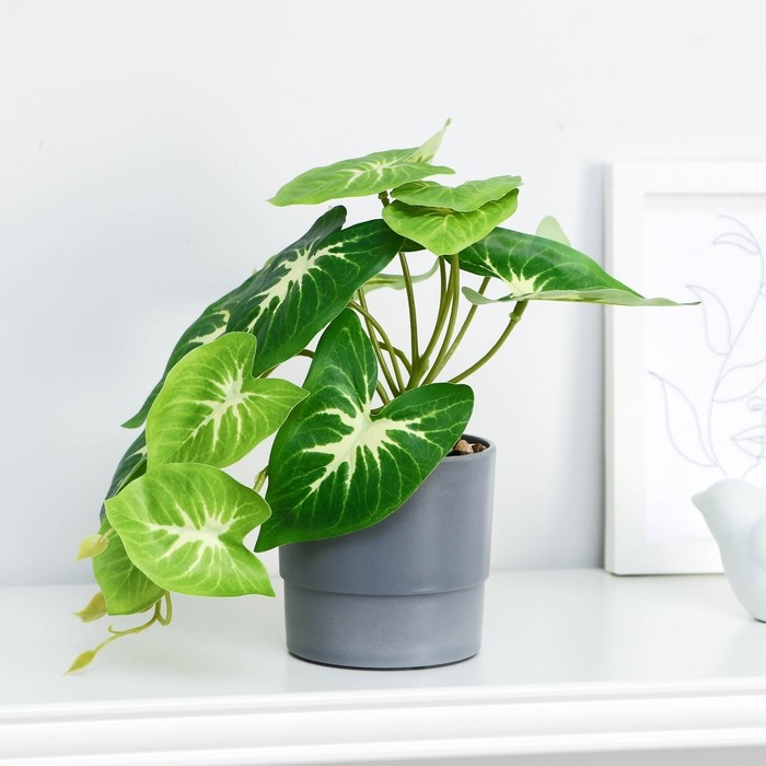 Бонсай в горшке Бонсай в горшке "Сингониум" 7,5х16 см