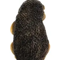 Садовая фигура из гипса &laquo;Ёжик с вишней&raquo;, 9&times;11&times;13.5 см