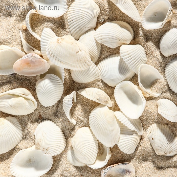 Набор ракушек, 2 - 3,5 см, 100 г Набор ракушек, 2 - 3,5 см, 100 г