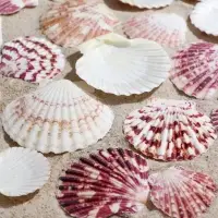 Набор ракушек, "Гребешок пуксидатус", размер 4 - 6 см, 100 г Набор ракушек, "Гребешок пуксидатус", размер 4 - 6 см, 100 г