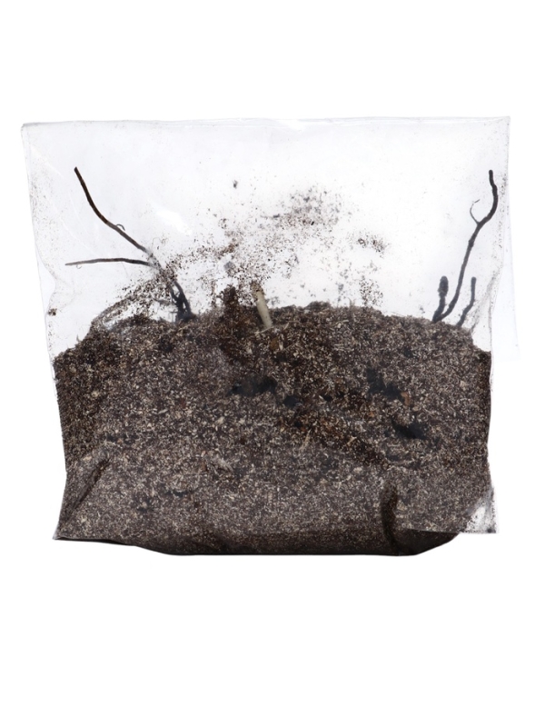 Флокс "Юник Пеппл" р-р I, 2 шт, Весна 2025, ЭКОНОМ,