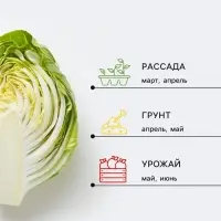 Семена Капуста пекинская &laquo;Ворожея&raquo;, 0.3 г, &laquo;Аэлита&raquo;