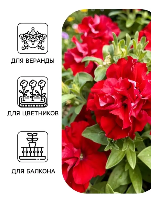 Семена цветов Петуния &laquo;Двойной каскад&raquo;, F1, валентина, 5 шт., PanAmerican, &laquo;АЭЛИТА&raquo;