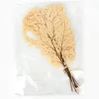 Сухоцвет Папоротник МИКС, 10 шт в упаковке