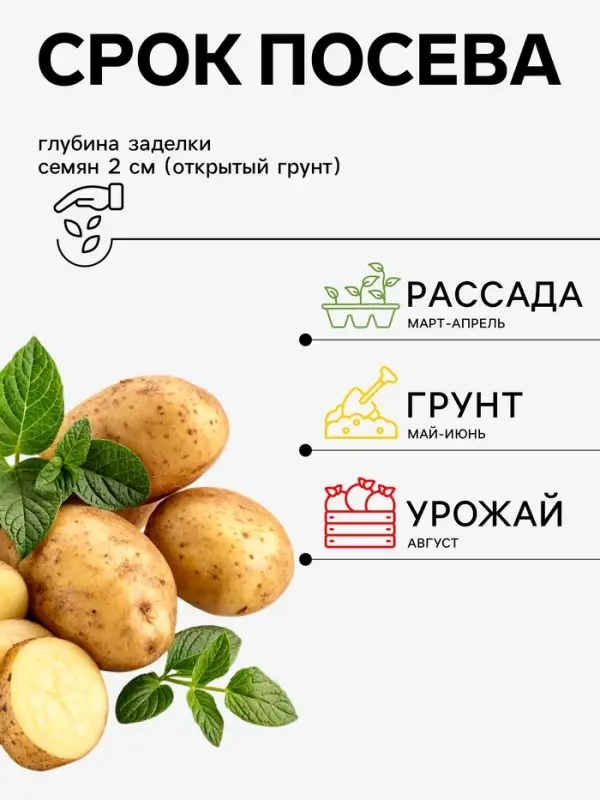 Семена картофель &laquo;Императрица&raquo;, 0.02 г