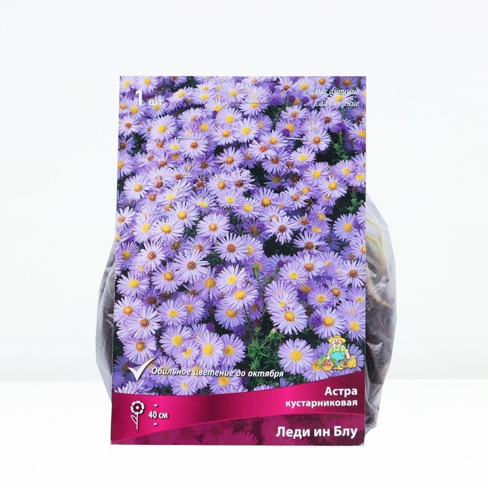 Астра кустарниковая «Леди ин Блу», корневище в торфогрунте, р-р I, 1 шт. Астра кустарниковая «Леди ин Блу», корневище в торфогрунте, р-р I, 1 шт.