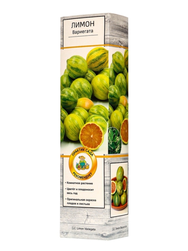 Цитрус Цитрус "Лимон Вариегата", туба, 1 шт, Весна 2025