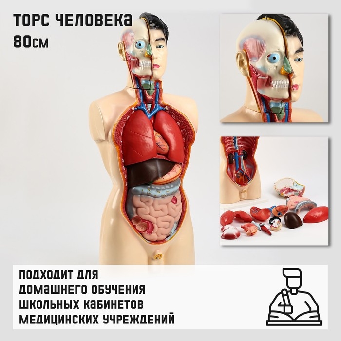 Макет  Макет "Торс человека" 80 см