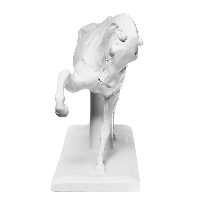 Гипсовая фигура анатомическая: ЛОШАДЬ (конь анатомический), 21 х 59 х 43 см Гипсовая фигура анатомическая: ЛОШАДЬ (конь анатомический), 21 х 59 х 43 см