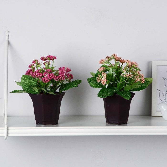 Бонсай в горшке Бонсай в горшке "Тысячелистник" 8х17 см, микс