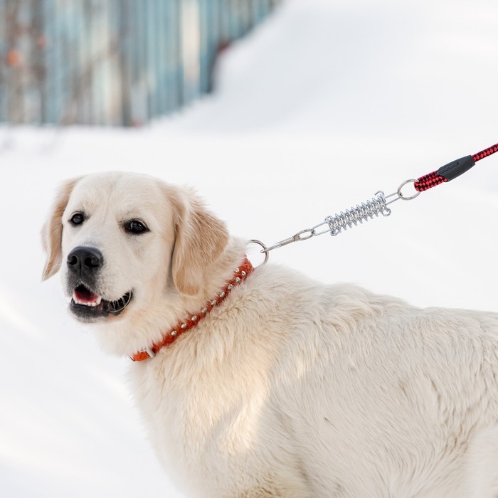 Поводок усиленный с амортизатором от рывка, 120 х 1,2 см, чёрно-красный Поводок усиленный с амортизатором от рывка, 120 х 1,2 см, чёрно-красный